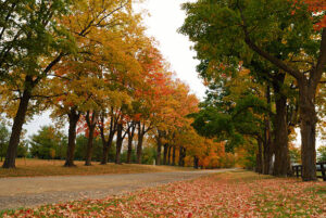 Places to Visit in Brampton